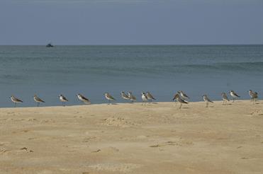 01 Mobor-Beach_and_Cavelossim-Beach,_Goa_DSC6329_b_H600